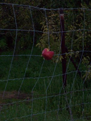 Wedler-Krger